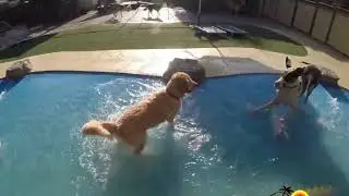 Paradise Ranch Pet Resort Dog Boarding Los Angeles 2019
