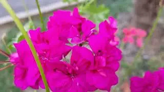 Geranium Or Cranesbills