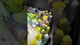Vor einem Jahr. #tierschutz #ehrenamt #tierrettung #wellensittich #budgies #rescue #germany