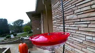 Astounding Giant Hummingbird!