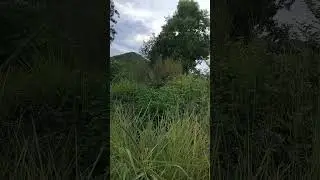 Hidden Forest #song #bollywood