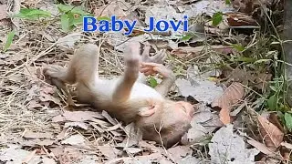 Poor Tiny Baby Jovi Fell Down On The Rock Upside Feet Rolling On The Ground