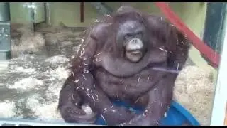 Monkefall.avi