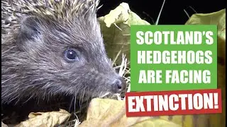 SCOTLAND'S HEDGEHOGS ARE FACING EXTINCTION | Hedgehogs in Scotland
