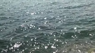 Leslie Street Spit, Toronto