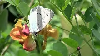 Iolas Blue, Rhone Valley, 06 06 24  20240606094132