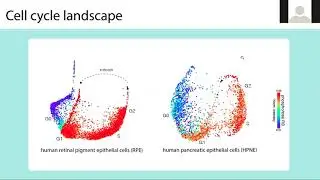 An expanded topology of the human cell cycle | Wayne Stallaert | SCP2020