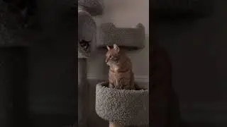 TABBY CAT AND CALICO CAT IN THEIR CAT TREE.
