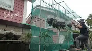 TEKNIK SA KAMATIS NA TANIM IHANG NA YAN #diygardening #dagoals#diygardening #gardening #tomato