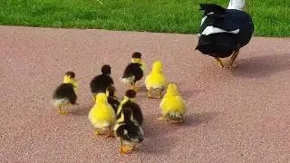 Young muscovy ducks