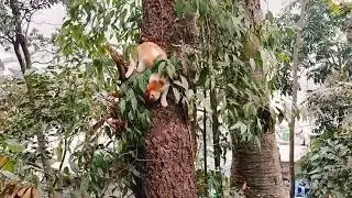 Angata's Green Dress | Funny Cats | #1minvideo #shortvideo