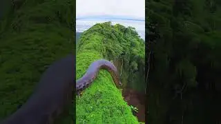Where the monster sleeps #snake #giant #anaconda #snakevideo #amazon #monster #giantsnake #viral