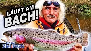 WILDE FORELLEN mit SPEZIALTAKTIK: GRO&szlig;E &Uuml;BERRASCHUNG am BACH! Unser Ziel ist Fisch  J&Ouml;RG OVENS