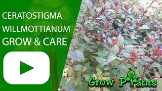 Ceratostigma willmottianum &ndash; grow & care (Flowering hedge)