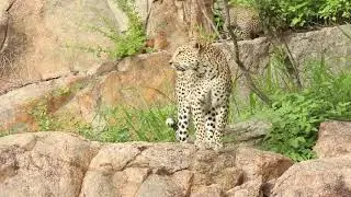 Female Leopard moving her Cubs