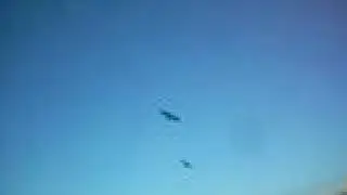 The Birds