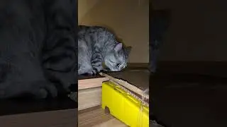 Таблетки для потенции быков #юмор #веселыекоты #cat #прикольныекоты #кот #прикол#видосыоткота #котик