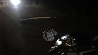 Aarey Colony Jungle, Mumbai- Python Snake (Ajgar) caught on Camera 08.10.2021