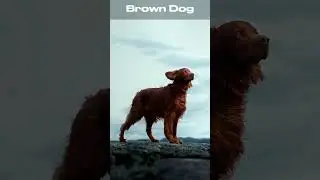 Cute Brown Dog🐶🤎 #shorts #youtubeshorts #foryou ##trendingshorts #brown #dog #animals