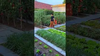In the summer courtyard, there are endless vegetables to pick every day#Rural life #Small.