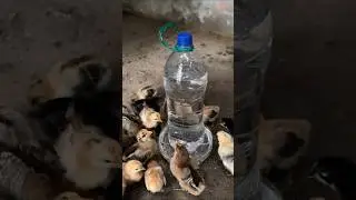 Genius Hack! Turning Plastic Bottles into a DIY Chicken Feeder 🐔