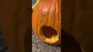 Putting my Guinea Pigs in Pumpkins