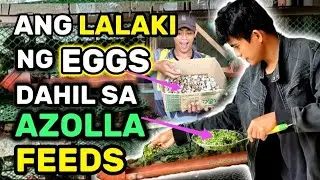1 Week Lang Ganito na ang Resulta😱 Azolla Feeds