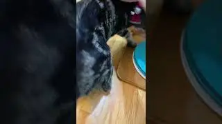 How many taps until my cat gets mad#catl#cute#cutecats#bonding#pettingcat#pet#funny#pretty#happy