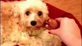 Naughty dog (cavapoo)! THAT LOOK!!!!