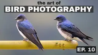 Local Adjustments on a Martin? The Art of Bird Photography (Episode 10)