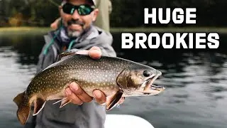 Fly Fishing Argentina | MASSIVE Brook Trout at Rio Manso Lodge