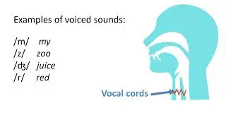 Exploring Voiced and Voiceless Sounds: Unveiling the Secrets of Speech Production!