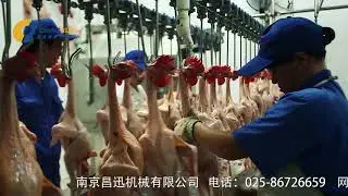 3000BPH chicken slaughterhouse equipment/chicken slaughter line