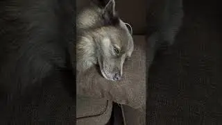 Why is my fur baby's eyes are rolling? 🤣🤣 sleepwell babies ❤️ #dog #lovedogs #shorts