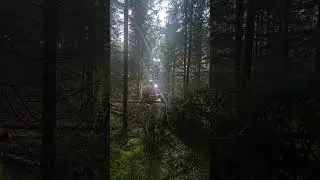 Lilla Blå i första gallring