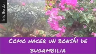 Como hacer un bonsái de bugambilia (buganvillas) y su mantenimiento - Info Garden