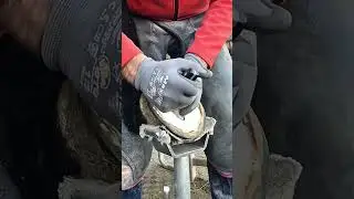 DAILY HORSE HOOF CARE: HELPS HORSES FEEL MORE COMFORTABLE