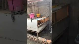 Box doc kapasitas 100 ekor