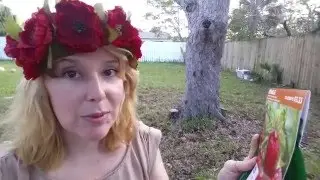 Planting Strawberry Roots - The Nature Diaries 253