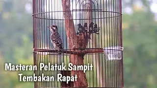 Masteran Pelatuk Sampit Gacor
