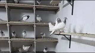 🔴🕊Tuesday evening Live With Kabutar And Viewers || Sanjari Pigeon Loft [Ustad Chairman Party]🕊🔴
