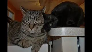 Welcome to Dinner & Treats with the Good Kitties of the Annex