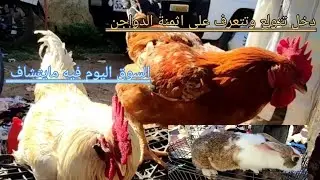 اثمنة الدجاج البلدي والقنية والفلوس الكروازي والأرانب في سوق السبت بن سودة فاس