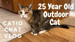 Do Outdoor Cats Live Longer Under The Right Conditions? 😲