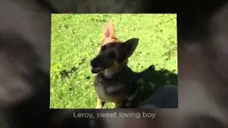 animal rescue DARG houtbay south africa