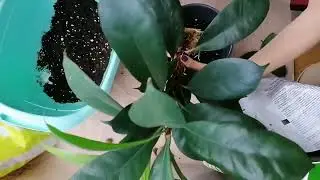 ПОСАДКА МОЛОДЫХ ЧЕРЕНКОВ. Фикус Циатистипула (Ficus ciathistipula)