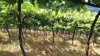 Essa &eacute; a uva Trebiano Toscano