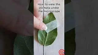Learn how to see stomata under microscope