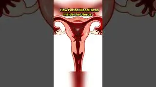 Menstrual Cycle Explained&mdash;How Period Blood Flows Inside the Uterus 🌸🩸#shorts #menstruation #period