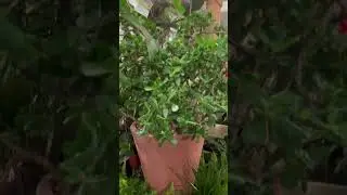 Giant trimmed jade plant #jadeplants #airpurifyingplant #luckyplantsforhome